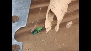 Standoffs Cuckoo wasps vs mud daubers [upl. by Annait]