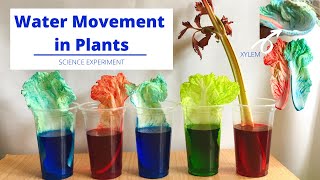 Xylem in Plants  How Water Moves Up the Stem  Water Movement in Plants  Science Experiment [upl. by Lois980]