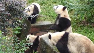 Top 10 Giant Panda Facts  Animal Fun Facts  WWF [upl. by Arliene]