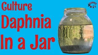 How to Culture Daphnia in a Jar [upl. by Eylsel415]