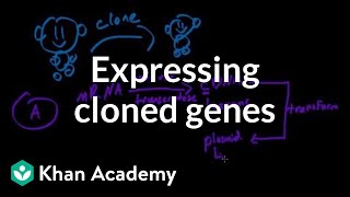 Expressing cloned genes  Biomolecules  MCAT  Khan Academy [upl. by Flessel]