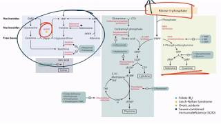 Purines amp Pyrimidines for the USMLE Step 1 [upl. by Arihsan630]