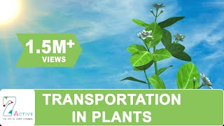 Transportation in Plants [upl. by Friedland]