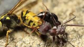 European Wasp Vs Bull Ant [upl. by Ajile309]