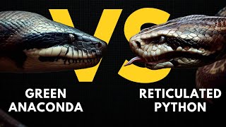 GREEN ANACONDA VS RETICULATED PYTHON [upl. by Elconin]