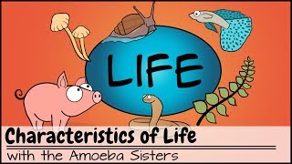 Characteristics of Life [upl. by Schaffer]