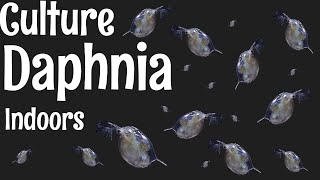 How to Culture Daphnia [upl. by Guillaume]