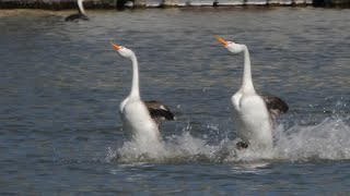 Clarks Grebe  Rush courtship dance clarksgrebe [upl. by Seda9]