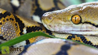 I Found A Reticulated Python Worlds Longest Snake In My Yard [upl. by Shem]