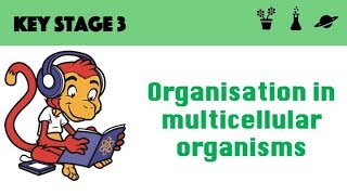 Organisation in multicellular systems [upl. by Elyssa]