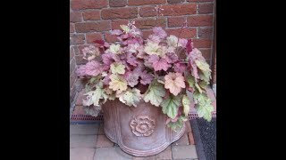 Heuchera Plant Profile Coral Bells [upl. by Gnav]