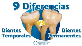 ► 9 Diferencias entre dientes 🦷 temporales y permanentes [upl. by Cooe]