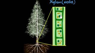 Xylem amp transpiration  Life processes  Biology  Khan Academy [upl. by Ienttirb]