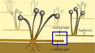 Life Cycle of a Zygospore Fungus [upl. by Lesko]