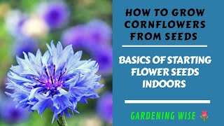 How to grow Cornflowers Bachelor Buttons from seeds  Growing Cornflowers Part 1 [upl. by Yelknirb525]