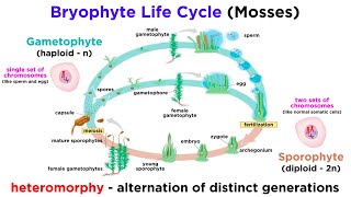 Bryophytes and the Life Cycle of Plants [upl. by Abernon]