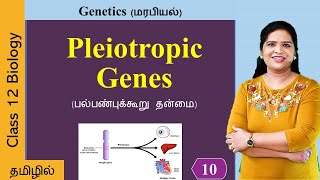 Pleiotropic genes Pleiotropy  Genetics Class 12 in Tamil [upl. by Saixela28]