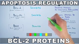 Apoptosis Regulation by Genes  Bcl2 Family [upl. by Icam531]