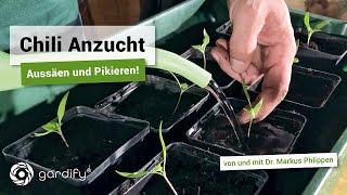 Chili Anzucht Aussäen und Pikieren  gardify Tipps [upl. by Itsa]