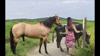 My sister training care her lovely horse in beginner 2021 [upl. by Ainadi]