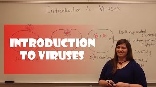 Introduction to Viruses [upl. by Waxman809]