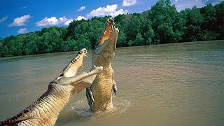 Alligator vs Crocodile [upl. by Corrie]