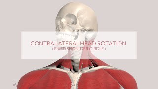 Trapezius Function Assist Contralateral Head Rotation 3D Animation [upl. by Lilaj]