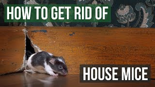 How to Get Rid of House Mice 4 Easy Steps [upl. by Oidgime]