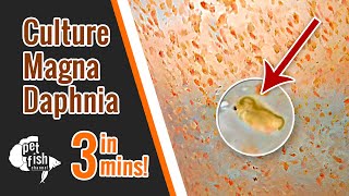 How to culture DAPHNIA MAGNA  The easy way [upl. by Enelyw911]