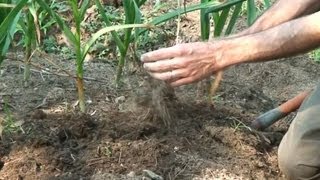 Harvesting Curing and Storing Garlic [upl. by Enelrae]