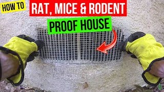 How To Protect your Home from Rats Mice amp Rodents Jonny DIY [upl. by Cave]