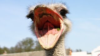 Animal Facts 5 Things You Didnt Know About Ostriches [upl. by Shuping]