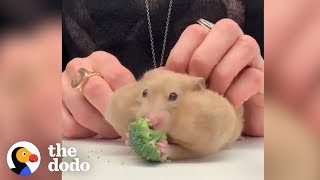 Cute Hamster Videos [upl. by Ten]