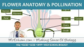 Plant reproduction  Flower anatomy and pollination  GCSE Biology 91 [upl. by Yntrok]