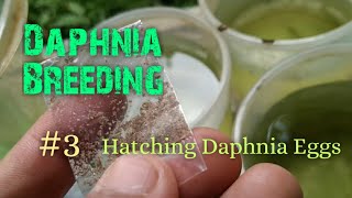 Daphnia Culture made simple and easy 3  Hatching Daphnia eggs [upl. by Jarek]