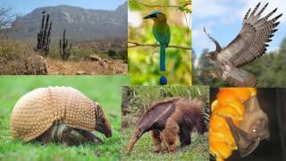 BIODIVERSIDAD DEL ECUADOR [upl. by Daniele930]