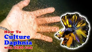 How to Culture Daphnia with ZERO Cost  Unlimited Live Food For Our Fish [upl. by Eikcor977]