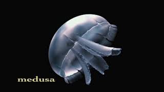 Cnidarian Animation  Polyp and Medusa [upl. by Webster]