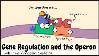 Gene Regulation and the Operon [upl. by Levine]