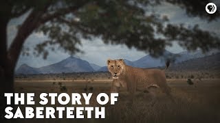 The Story of Saberteeth [upl. by Abell]