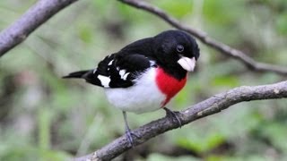 Rosebreasted Grosbeak Portrait [upl. by Nerhe560]