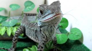 FEEDING TIME for Gippsland Water Dragons [upl. by Htiekram]