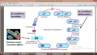 La sporulation [upl. by Kistner]