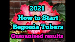 2021 How to start your Begonia tubers [upl. by Notsnarc]