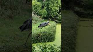 Schuhschnabel im Weltvogelpark in Walsrode [upl. by Adnirual]