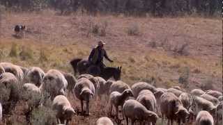 Montana Sheep Drive  Americas Heartland [upl. by Nereus]