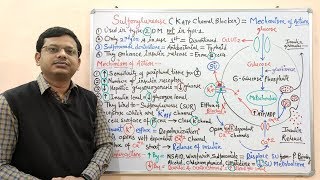 Diabetes Mellitus Part10 Mechanism of Action of Sulfonylurease  Antidiabetic Drugs  Diabetes [upl. by Zaid]