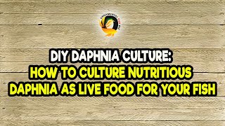 DIY Daphnia Culture How to Culture Nutritious Daphnia as Live Food for Your Fish [upl. by Yenahpets]