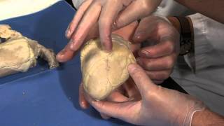 Detailed Sheep Heart Dissection Part I Jr High High School and College Review [upl. by Barger]