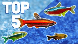 MY TOP 5 TETRAS FOR YOUR AQUARIUM [upl. by Olav514]